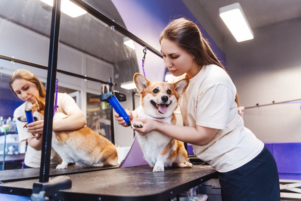 Marketing para pet shop
